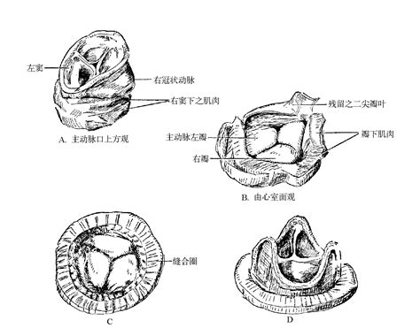 瓣的造詞